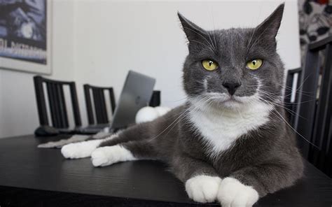 Themes, humor and pop culture offer more options. 100 Great Names For Grey Cats From The Happy Cat Site