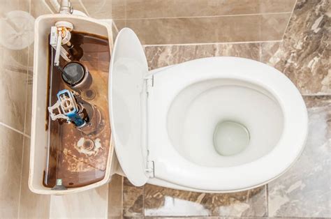 What Causes A Toilet To Overflow Alpha Building Inspections