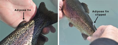Swift River Fisheries Research