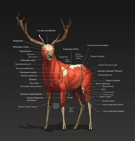 Deer Muscle By Khekian On Deviantart