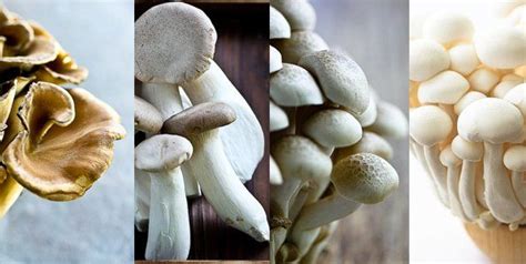 Japanese Mushroom Recipes Stuffed Mushrooms Mushroom Recipes