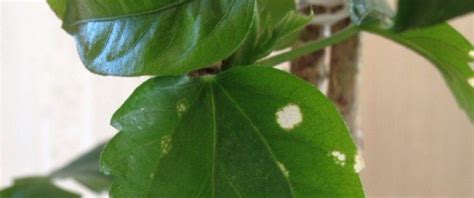 Hibiscus Leaves Turning White Causes And Cures