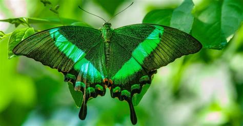Butterfly Insect Facts Az Animals