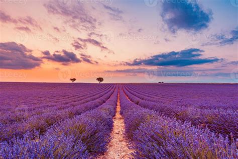 Tree In Lavender Field At Sunset In Provence Dream Nature Landscape