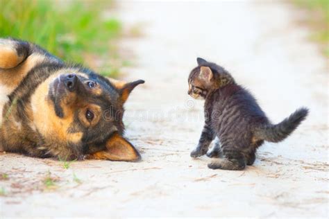 Little Kitten And Big Dog Stock Photo Image Of Care 34143716