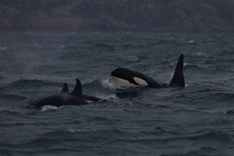 All Species Checked Off Id Guide During Ullapool Survey — Hebridean