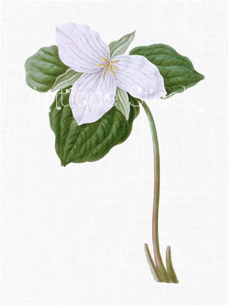 Flower Clipart White Trillium Digital Download