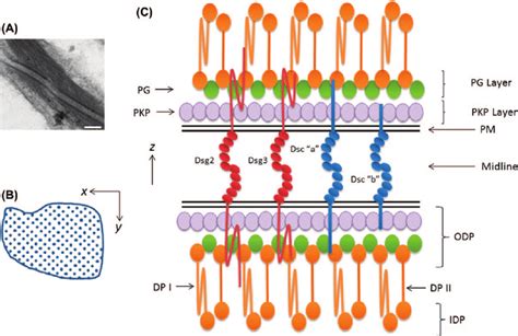 Desmosome Structure Electron Micrograph Of Two Desmosomes From Human