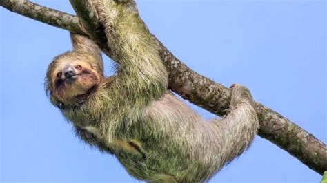 Ленивец Фото Животного —