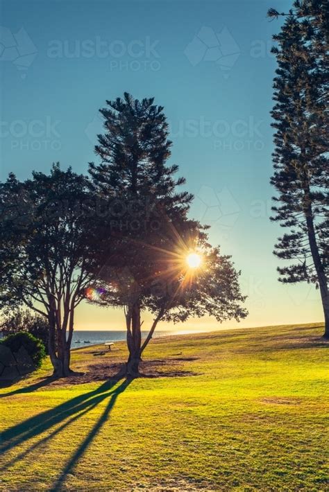 Image Of Sunrise Through The Pine Trees By The Sea Austockphoto