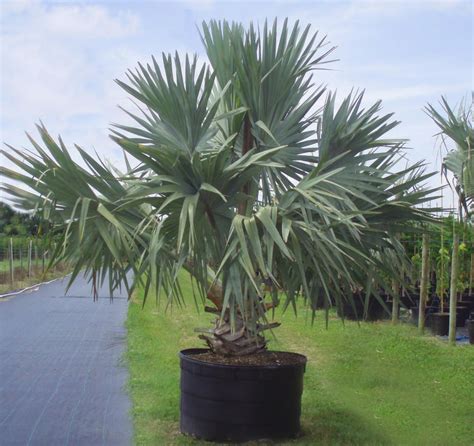 Bismarkia Palm Palm Trees Bismarck Palm Florida Flowers