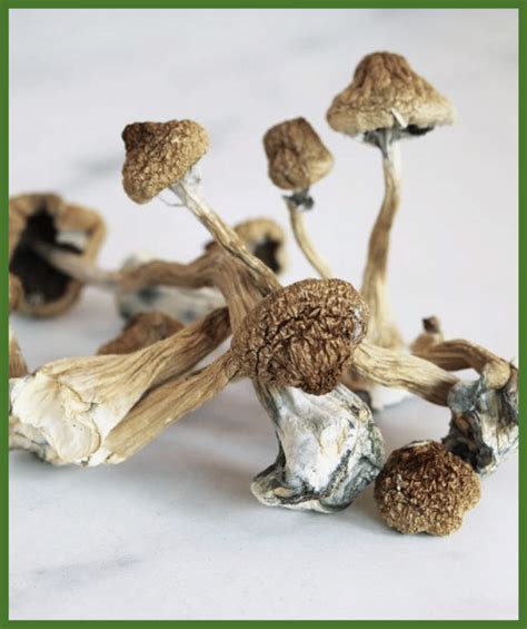The Best Mushroom Strain For Psilocybin Assisted Therapy Psychedelic