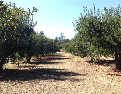 The apple picking experience definitely costs more than a trip to the produce section. Go Apple Picking In San Diego: Top 5 U-Pick Apple Farms ...