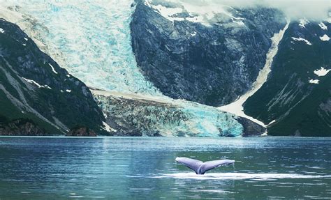 Mendenhall Glacier Hike And Juneau Alaska Whale Watching Tour