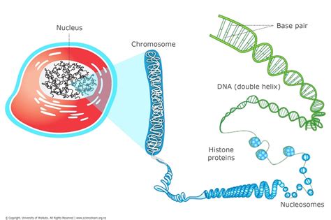 Dna Chromosomes And Cells — Science Learning Hub