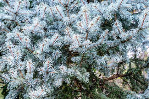 How To Grow And Care For Colorado Blue Spruce