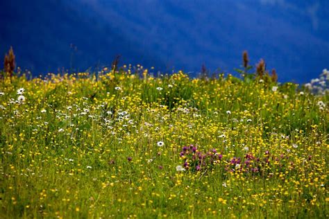 Mountain Flowers In The Austrian Alps Stock Image Image Of Austria