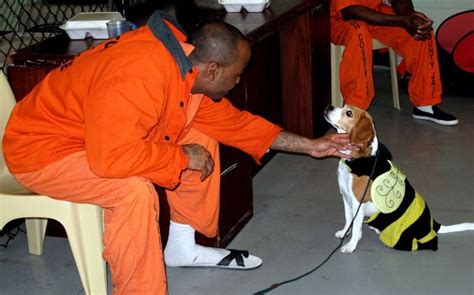 New Program Pairs Prisoners With Shelter Dogs 7 Pics