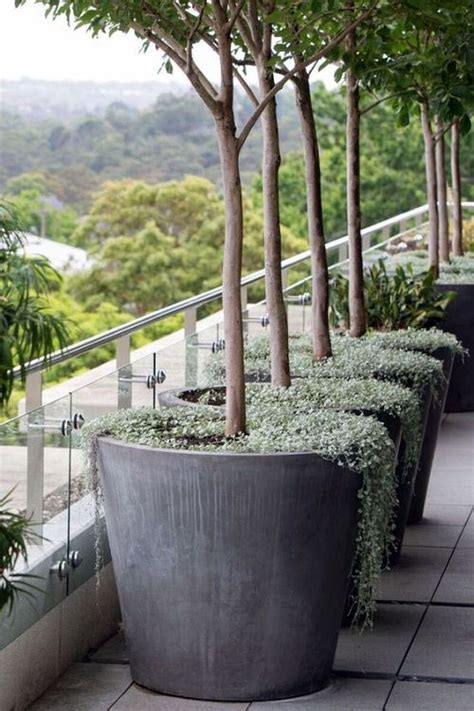 Incredible Tall Container Plants For Privacy For Small Space Home