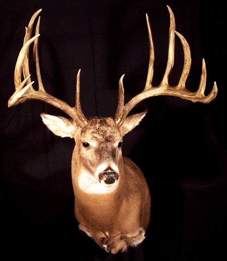 Worlds Biggest Bucks The Top Typical Whitetails Of All Time Big