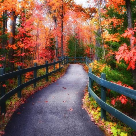 🇨🇦 Pathway In Autumn Shawinigan Quebec By Johanne Dauphinais On