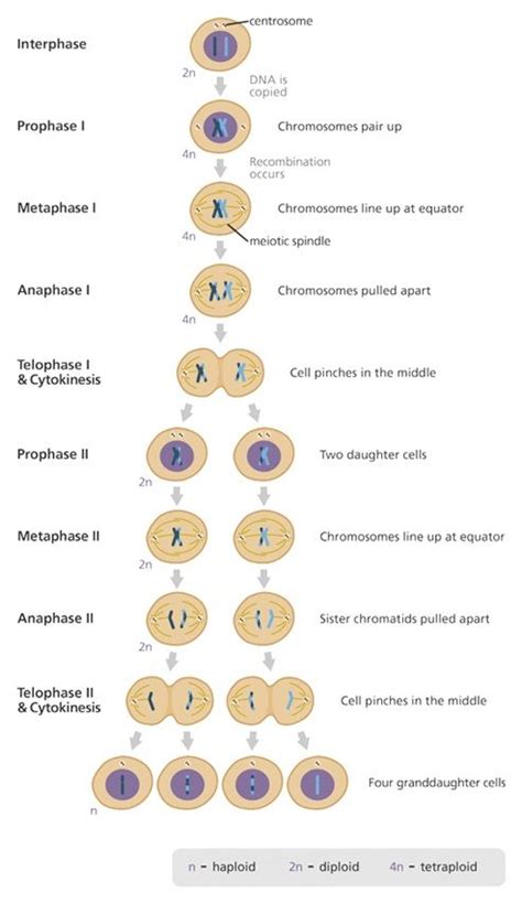 Meiosis Cheat Sheet By Leahsnotes Download Free From Cheatography