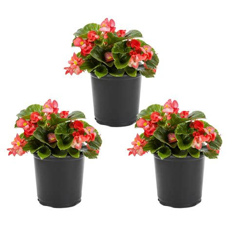 Begonia Annuals at Lowes.com