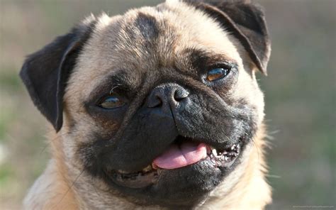 Pug Dog Wallpapers Wallpaper Cave