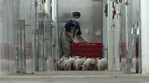 Multistory Sow Breeding Farm In Guangxi China Illustrates Intensive
