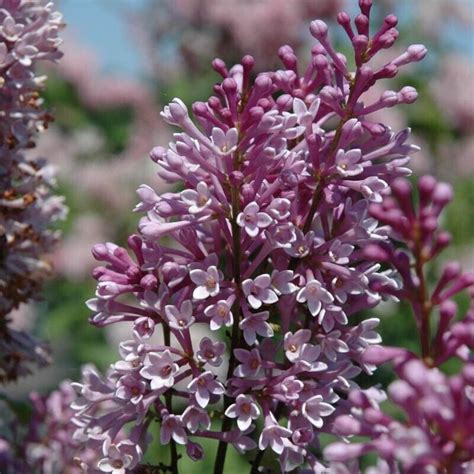 25 Royality Lilac Seeds Tree Fragrant Flowers Perennial Seed Flower 97