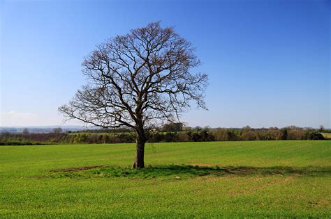 Landscape Tree Free Stock Photo A Lonely Single Tree In A Field