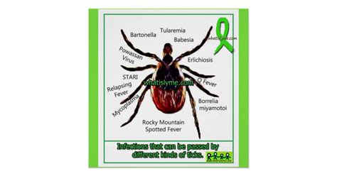 Lyme Disease And Co Infection Educational Chart Zazzleca
