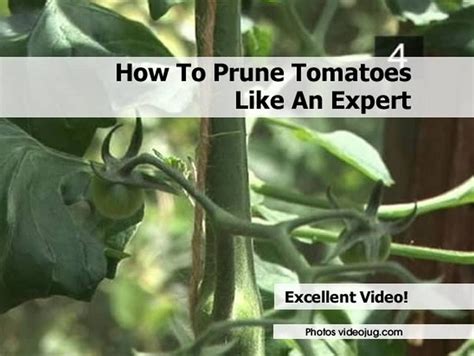 How To Prune Tomatoes Like An Expert