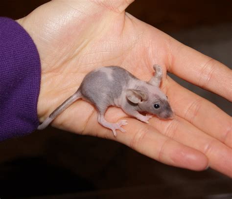 SE England Hairless Fuzzy Fancy Mice Reptile Forums
