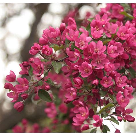 Online Orchards Prairie Fire Flowering Crabapple Tree Bare Root Flca002