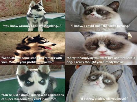 Grumpy Cat Vs Angry Dog Funny Grumpy Cat Memes Funny Memes Jokes