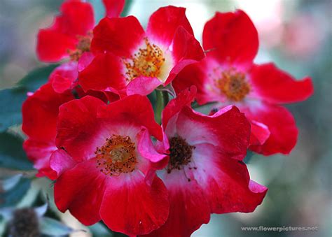 pictures  rose flowers floribunda eye paint