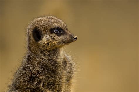 Khám Phá Desert Cute Animals Với Các Sinh Vật Dễ Thương Và Kỳ Quặc