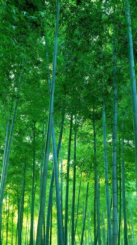 Bamboo Wallpapers Posted By Samantha Cunningham