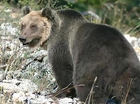 Angry Bear That Terrorised Italy Village Finally Caught Viraltab