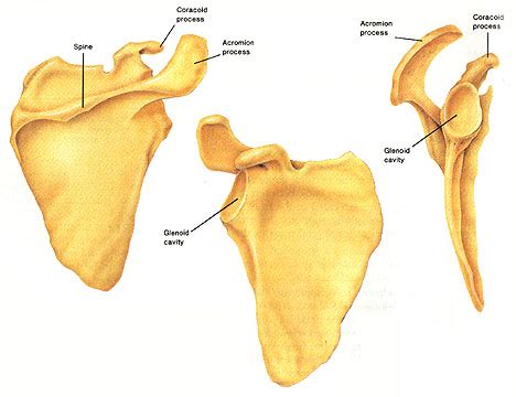 The scapula is this flat bone that sits on the back. Scapula - Dunia Perubatan