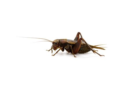 How To Identify House Crickets Infestation And Stop Them