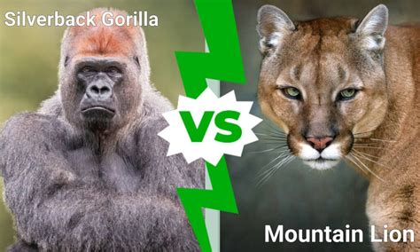 Silverback Gorilla Vs Mountain Lion Which Powerful Animal Wins In A