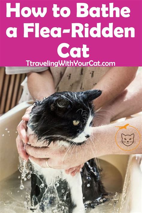 How To Bathe A Flea Ridden Cat Cat Fleas Flea Bath For Cats Cat