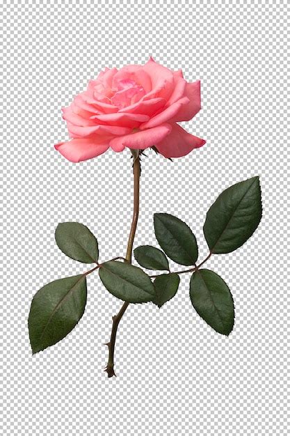 Pink Rose Flower On Transparent Premium Psd File