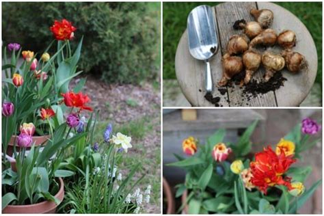 Four Different Pictures With Tulips Flowers And Gardening Utensils In Them