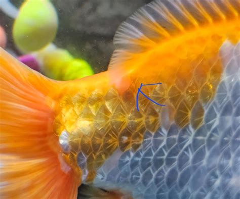 Bumps On Goldfish Raquariums