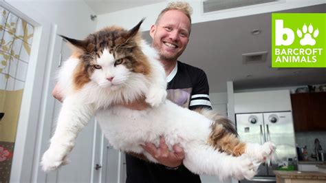 4ft Long Samson Is New Yorks Biggest Cat Teaser Youtube