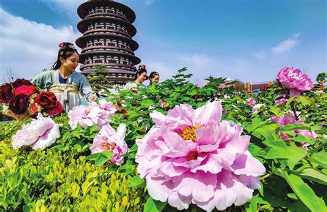 Flowers Appreciation In China 2024 Where And What Flower To See