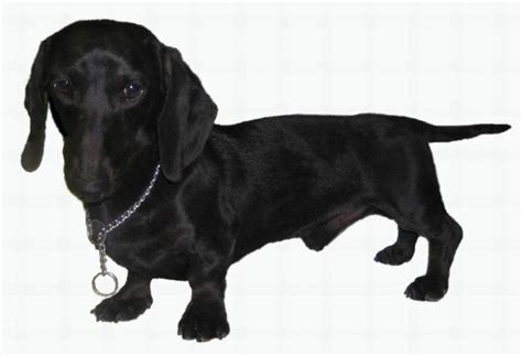 Black Dachshund Weiner Dog Akc Breeds